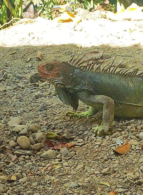 Casa Paraiso Manzanillo  Kültér fotó