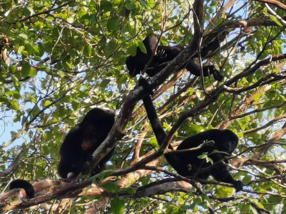 Casa Paraiso Manzanillo  Kültér fotó